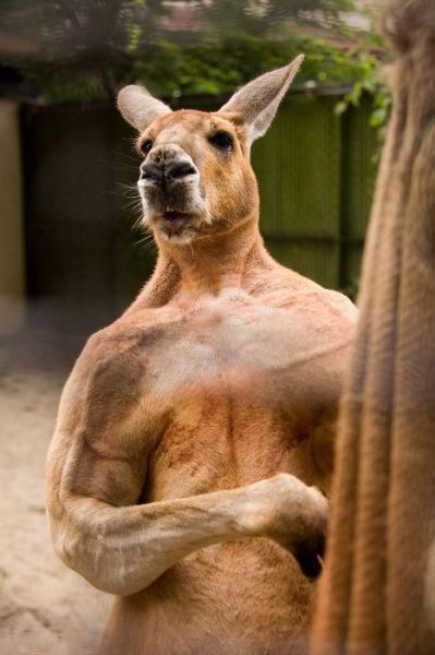 我也是肌肉男