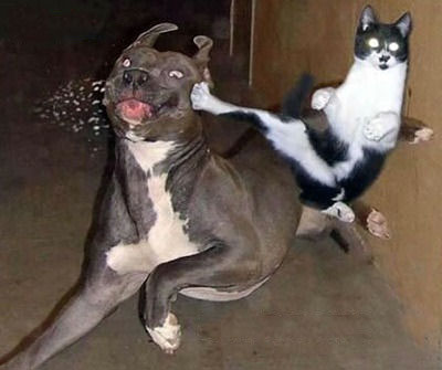 超级猫的无敌旋风脚