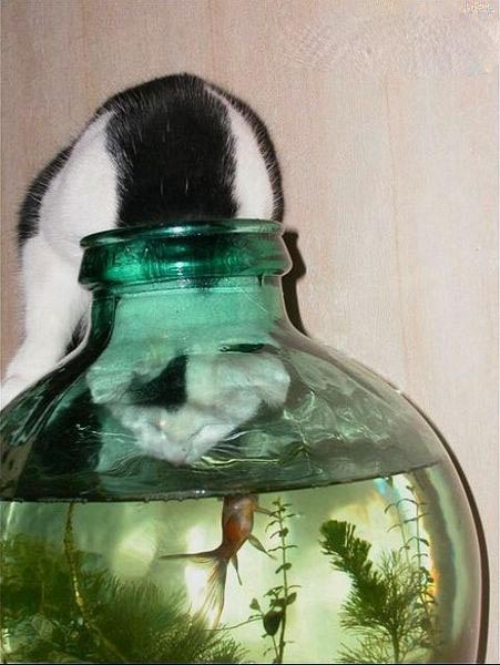 淹死我也要做个饱死鬼