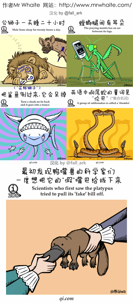 【动物冷知识合集】哈哈哈~好有喜感！！......＊（转）3