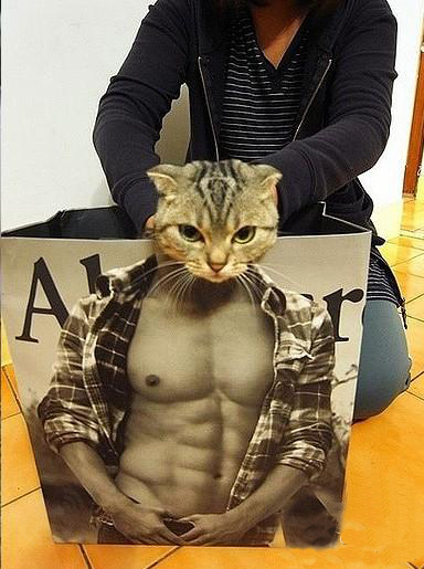 见过这样长肌肉的猫吗