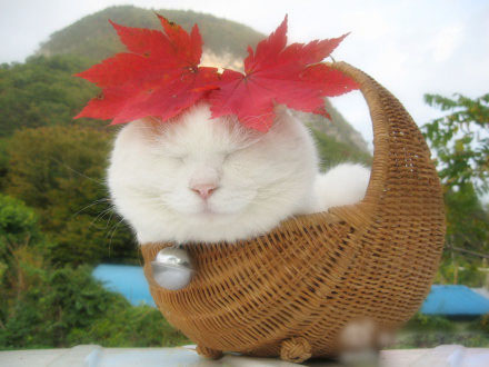 我是村里一枝花