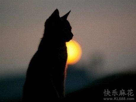 这架势好像有点人模人样的啊