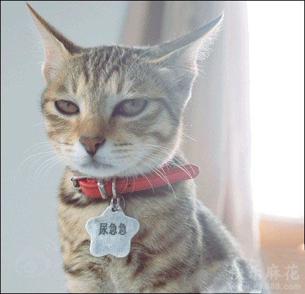 主银欺负我不认识字给我起得什么破名字