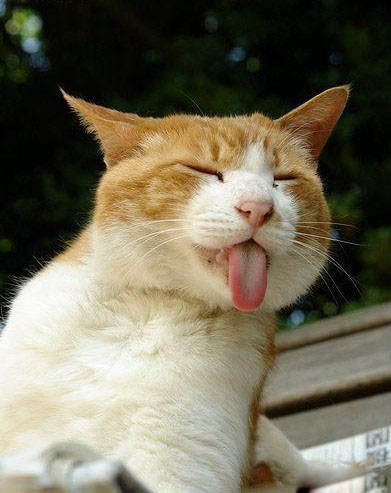 这个猫咪爱耍宝
