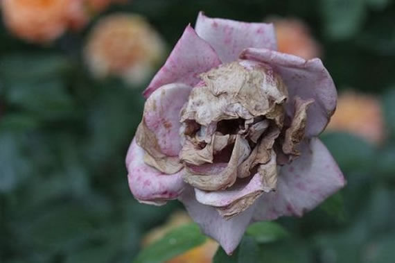 这朵花好恐怖