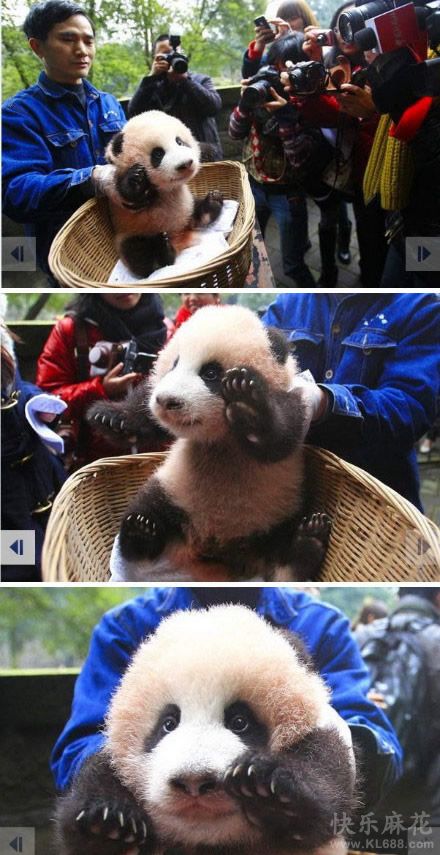 熊猫宝宝百天了，开始卖萌
