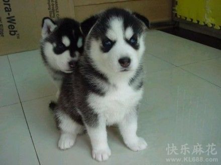 别怕，有哥在！！！！！！
