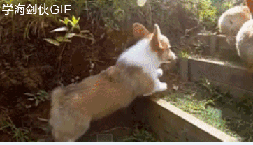 萌萌的柯基犬