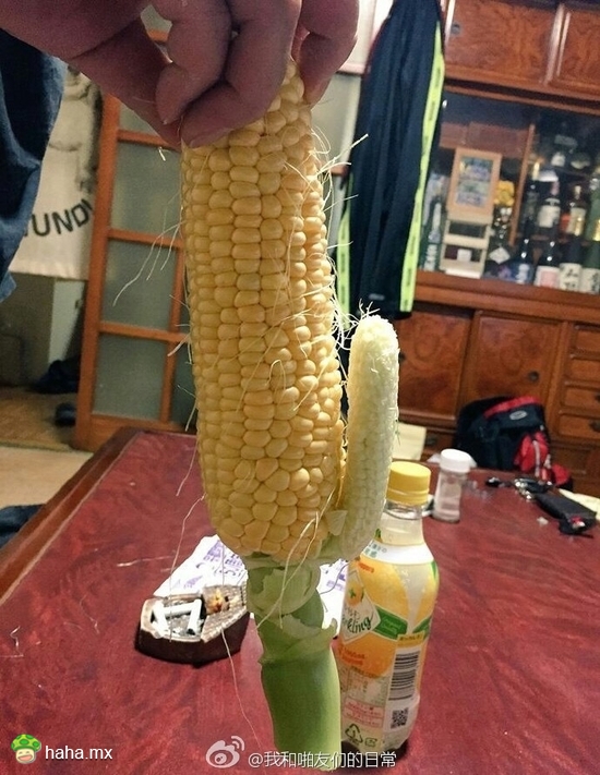 一看就是混迹炮场的老司机玉米。