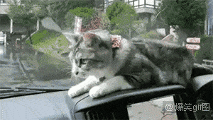 反应神速的猫猫