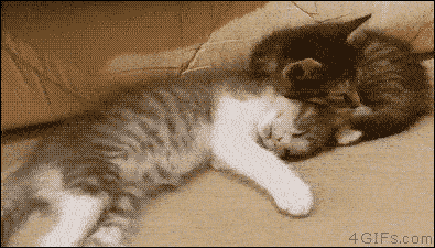 养猫的来求证下，喵星人可以睡这么死？