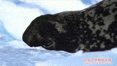 大大泡泡糖