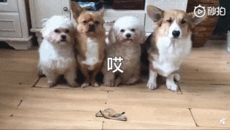 很傻很天真