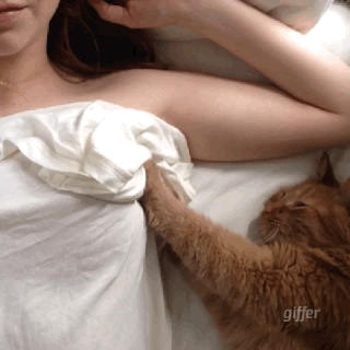 我也想做一只猫