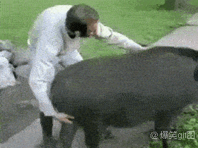 养猪大户日常