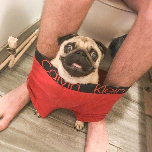 主人，大有看头啊！