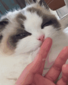 铲屎的，你手上有其他猫的猫屎味？！